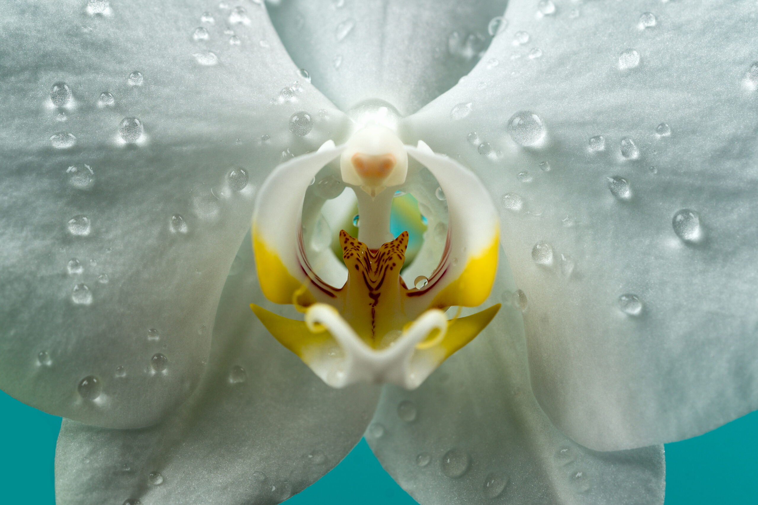 Lily Flower
