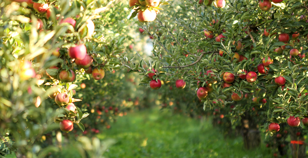 Abundance